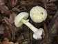 Citromgalóca (Amanita citrina), Somogy. Fehéres tönk, alja peremesen gumós